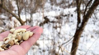 Tufted Titmice and a Black-capped Chickadee stop by the Hand of Snacks.2023