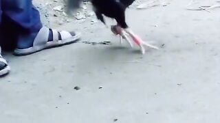 Tik tok vedio