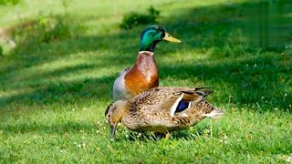 Duck,s voice