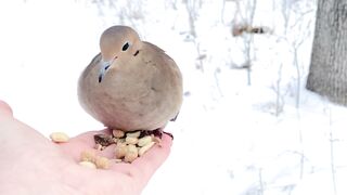 Hand-feeding Birds in Slow Mo - Mourning Dove. 2023