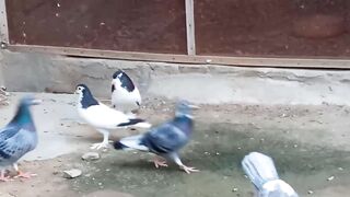Sherazi Pigeon mast/ Aggressive Quality Color Kabutar
