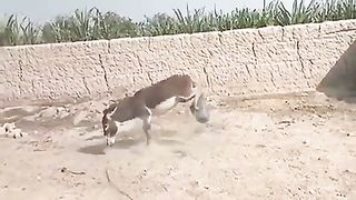Donkey funny video # and funny fight 2023