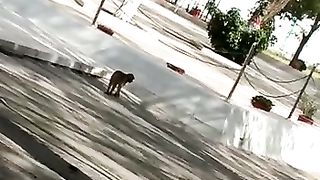 Monkey tourism
