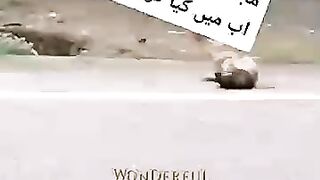 Best funny video # latest fun from dog 2023