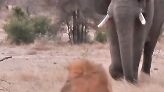 Elephant vs Lion