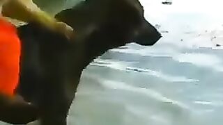 Rider Monkey and Dog