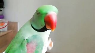 Talking parrot