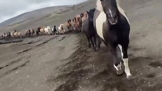 Horses running in Line