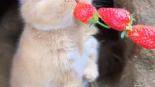 Cuterabbit
