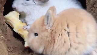 Cute rabbit