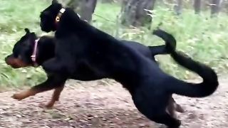 Cat and dogs funny video TikTok