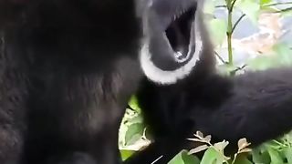 What a Monkey Sound