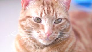 Amazing Animals 4K HDR 120FPS