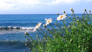 relax time with soft music