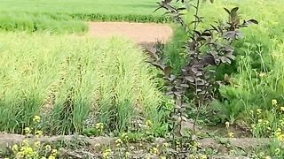 Greenery