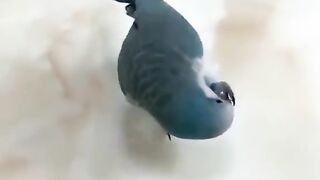 VID-20200619-WA0038.