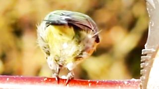 Beautiful Bird voice natural beauty
