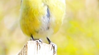 Beautiful Sparrow voice