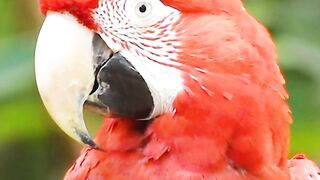 Red parrot