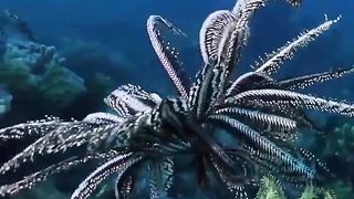 ZEBRA COLOUR OCTUPUS