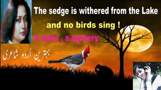 urdu poetry