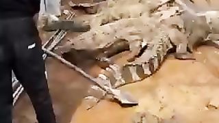 | Daily Day In Crocodile Farm |9947Asim |