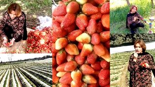 Strawberry farm