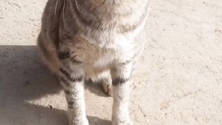 Cats video