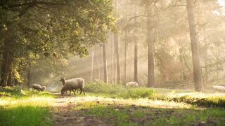 Sheep Farm. Sheep video.