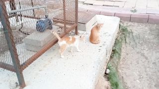 A new compilation of cute and funny cats