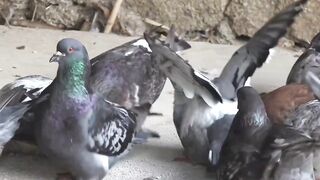 53. Crazy Facts About Animals ----  Amazing Facts  Random Facts  Mind Blowing Facts Hindi _Shorts
