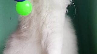 Super lucu kucing main latto latto