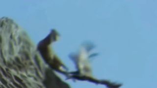 The Most Amazing Eagle Attacks Ever Caught on Camera