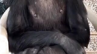 Funny monkey #short video