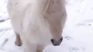 funny horse