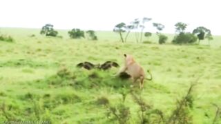 The Most Amazing Eagle Attacks Ever Caught on Camera