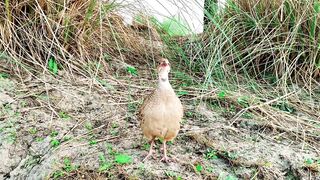 Gray Francolin Teetar Sound