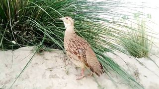 Gray Francolin Teetar Voice