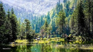 Relaxing in Forest at morning