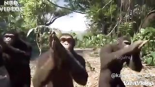 Monkey_dance_video_on_Vimeo.