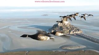 birds flying