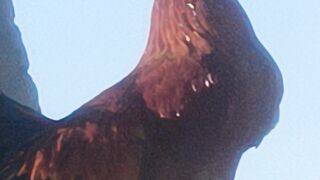 Murgh Azan | Morning| Subh murgh ki awaz