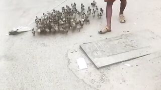 Care and love duckies