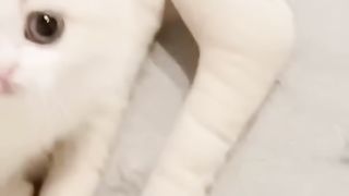 Funny Cat Sart Video sart Animals