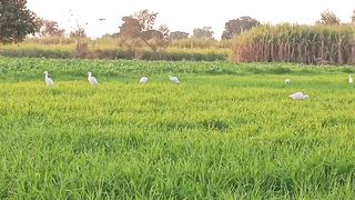 village life style blog clip captured by phone camra