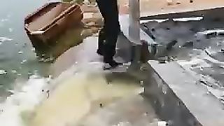 | transfer large quantities of fish to another Palace | 9947Asim |