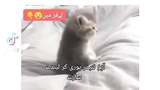 Funny video cat