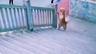 Funny Dog