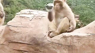 funny video | funny monkeys | follow
