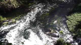 Beautiful Nature forest Scenery birds Relaxing Peaceful Soothing Music |  Sounds, Sleep Music